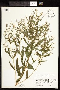 Epilobium coloratum image