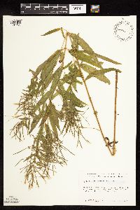 Epilobium coloratum image