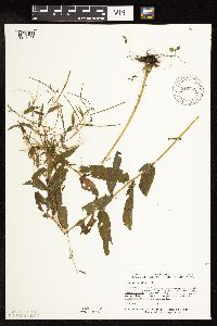 Epilobium coloratum image