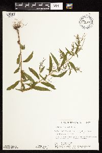 Epilobium coloratum image