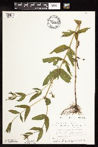 Epilobium coloratum image