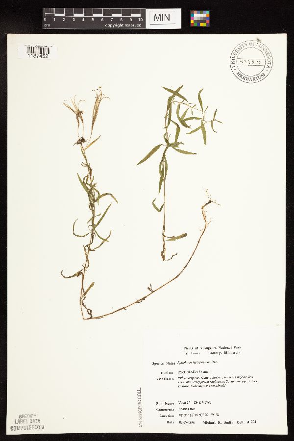 Epilobium palustre image