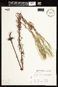 Epilobium palustre image