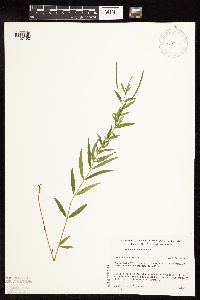 Epilobium palustre image
