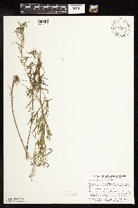 Epilobium leptophyllum image