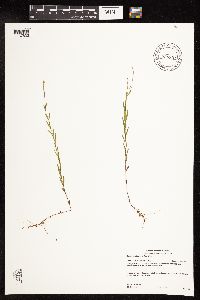 Epilobium leptophyllum image