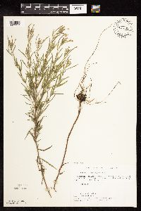 Epilobium leptophyllum image