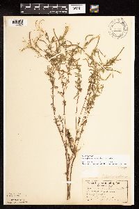 Epilobium leptophyllum image