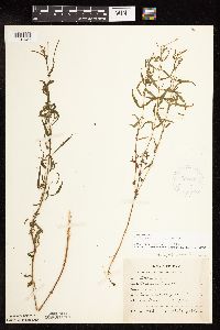 Epilobium leptophyllum image