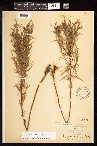 Epilobium leptophyllum image