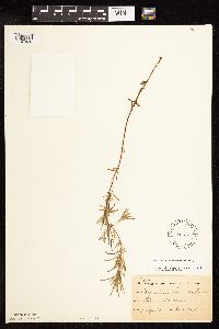 Epilobium leptophyllum image