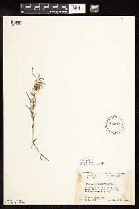 Epilobium leptophyllum image