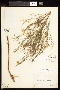 Epilobium leptophyllum image