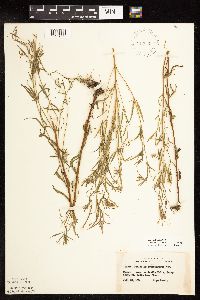Epilobium leptophyllum image