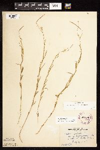 Epilobium leptophyllum image