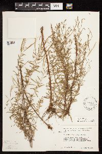 Epilobium leptophyllum image