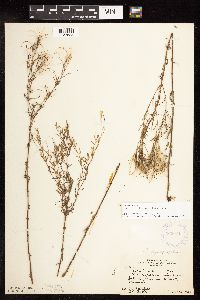 Epilobium leptophyllum image