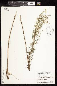 Epilobium leptophyllum image