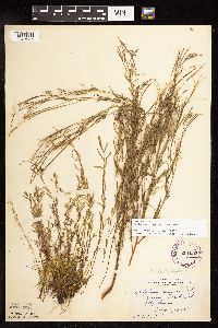 Epilobium leptophyllum image