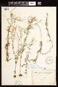 Epilobium leptophyllum image