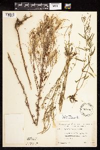 Epilobium leptophyllum image
