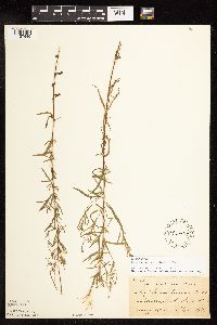 Epilobium leptophyllum image