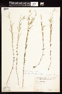 Epilobium leptophyllum image