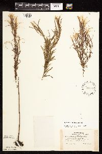 Epilobium leptophyllum image
