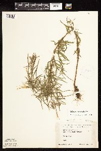 Epilobium leptophyllum image