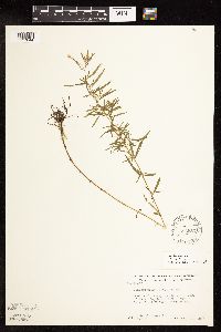 Epilobium leptophyllum image