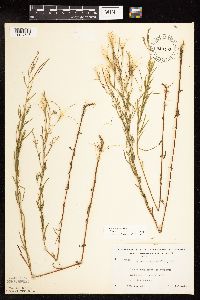 Epilobium leptophyllum image