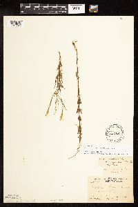 Epilobium leptophyllum image