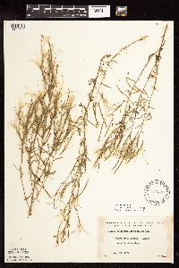 Epilobium leptophyllum image