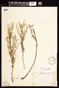 Epilobium leptophyllum image