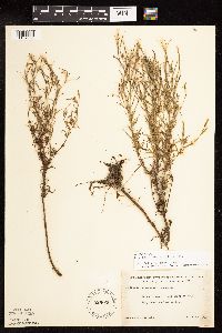 Epilobium leptophyllum image