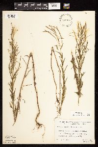 Epilobium leptophyllum image