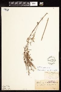 Epilobium leptophyllum image
