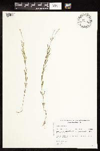 Epilobium palustre image