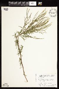 Epilobium palustre image