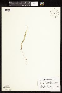 Epilobium palustre image