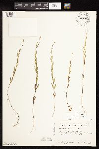 Epilobium palustre image
