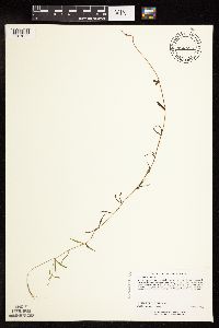 Epilobium palustre image