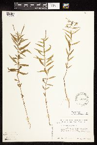 Epilobium palustre image