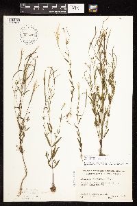 Epilobium palustre image