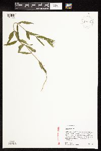 Epilobium palustre image
