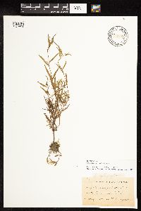 Epilobium palustre image
