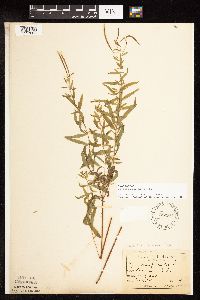 Epilobium palustre image