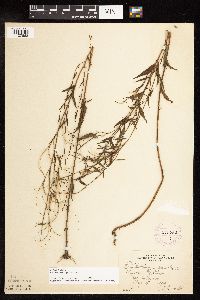 Epilobium palustre image