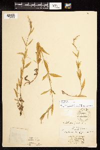 Epilobium palustre image