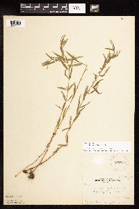 Epilobium palustre image